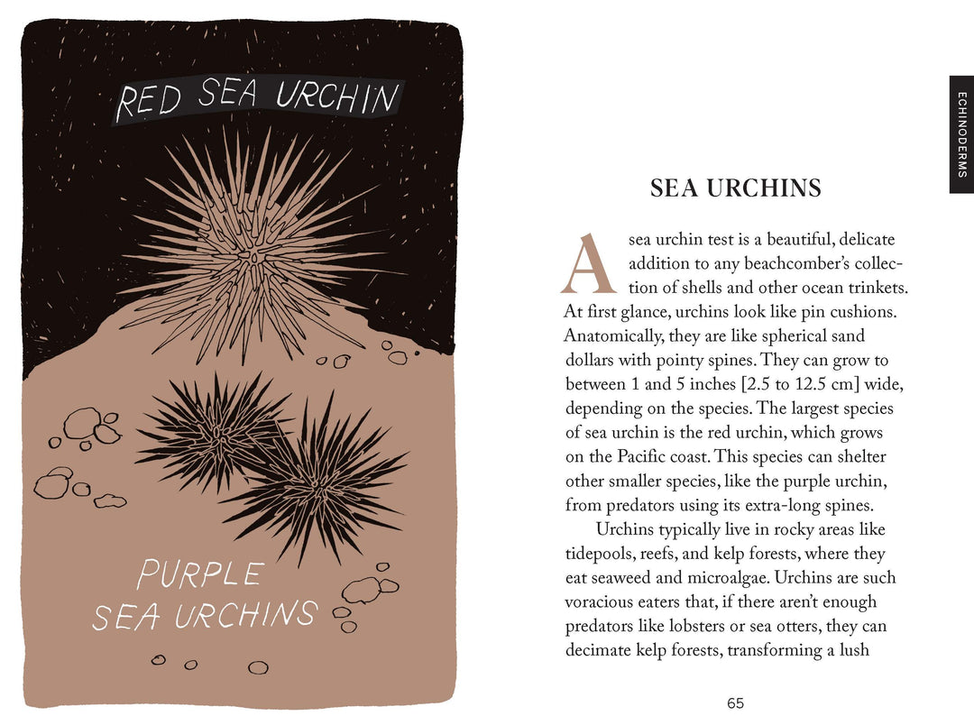 Pocket Nature: Beachcombing